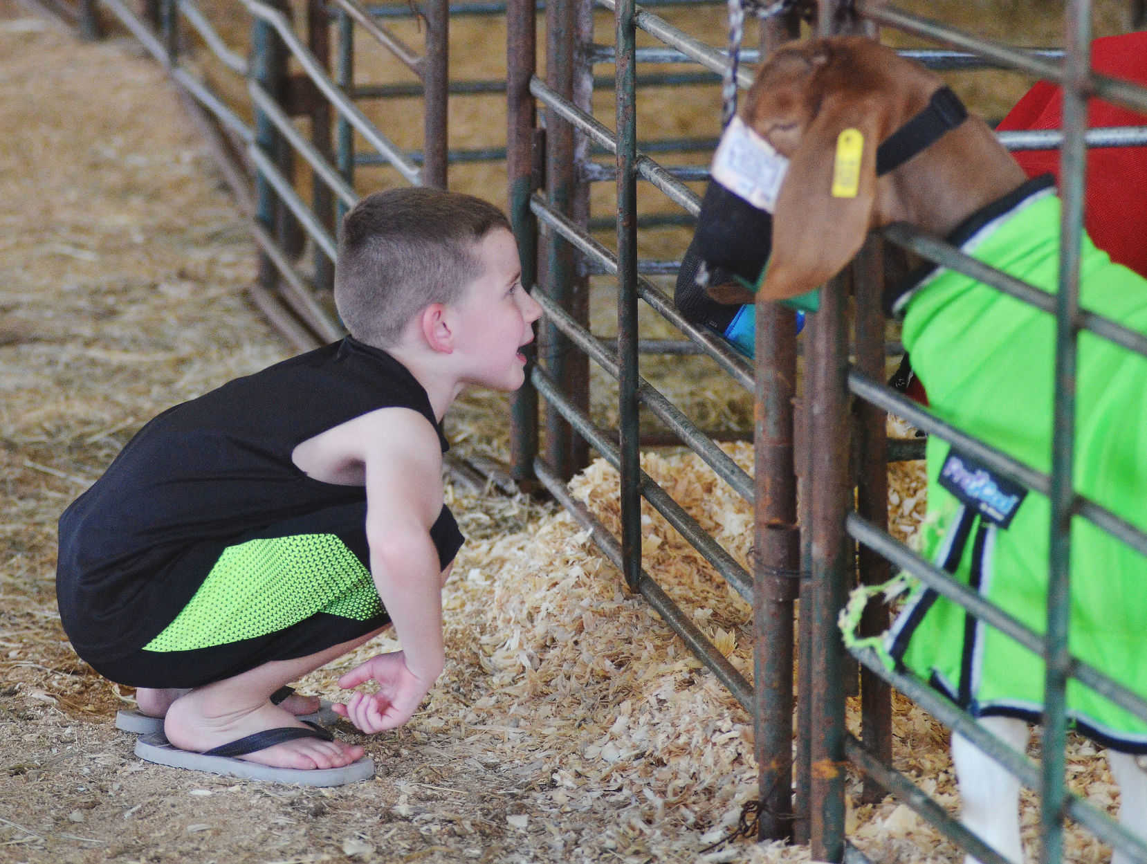180826_drc_news_livestockgoatimg.jpg